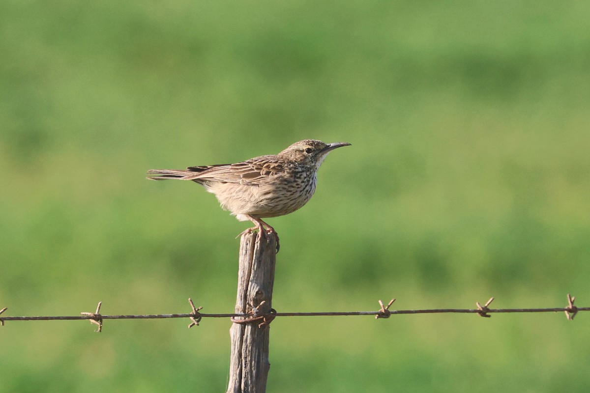 Cape Lark (Agulhas) - ML623976254