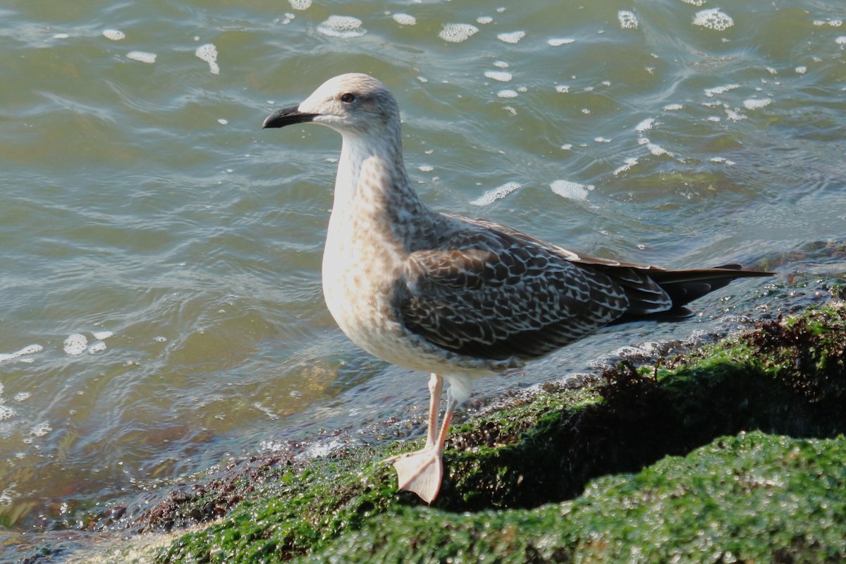 Lesser Black-backed Gull - ML623976255