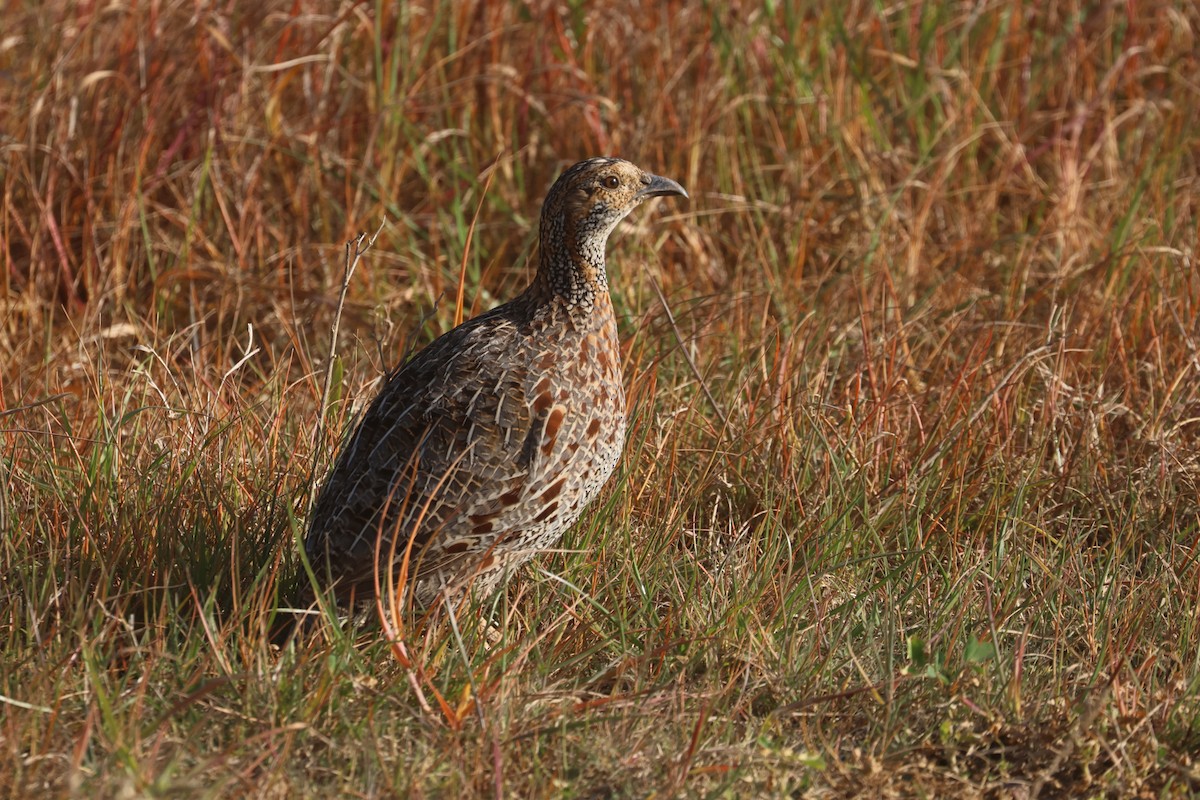 Gray-winged Francolin - ML623976256