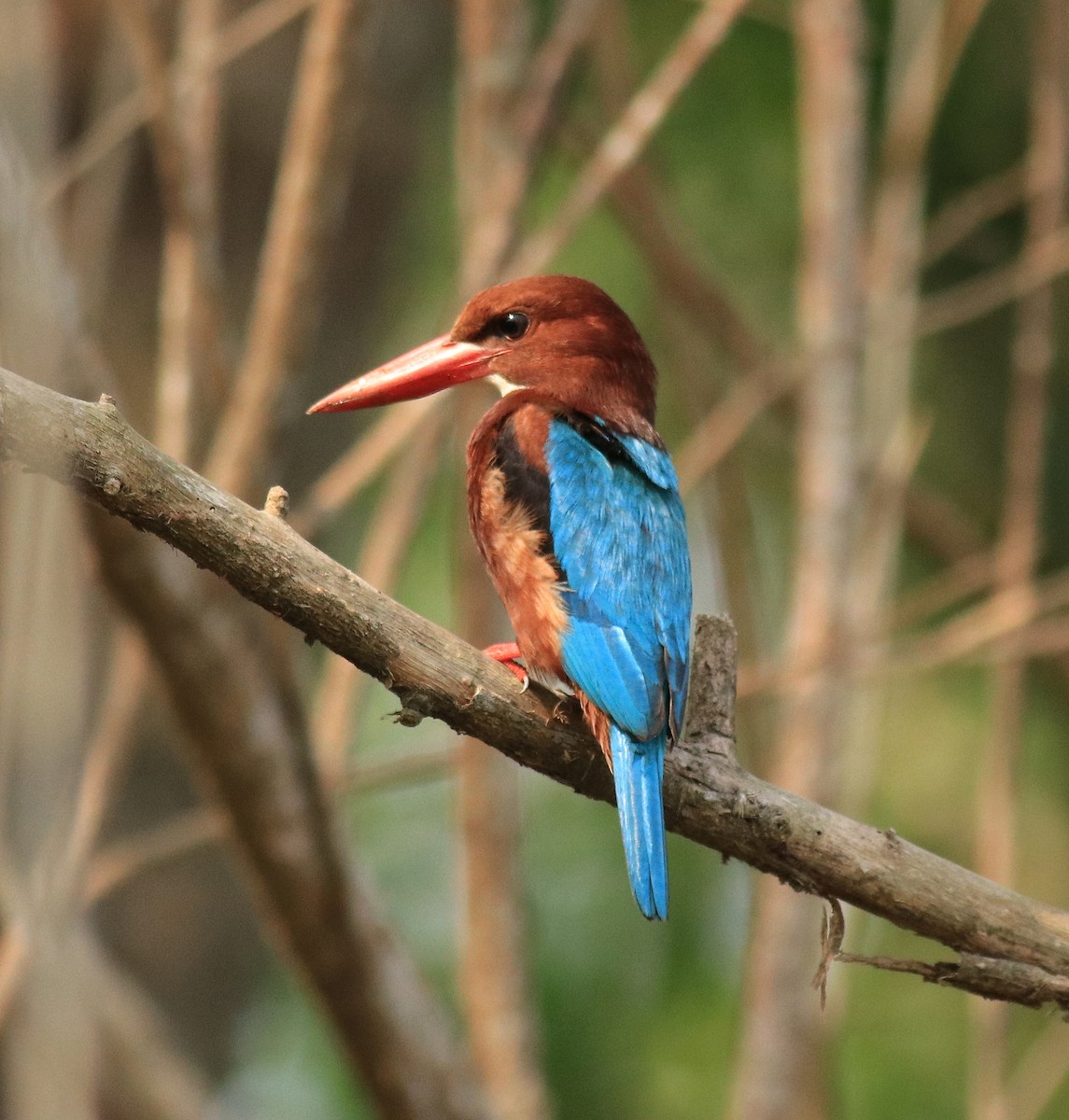 White-throated Kingfisher - Afsar Nayakkan