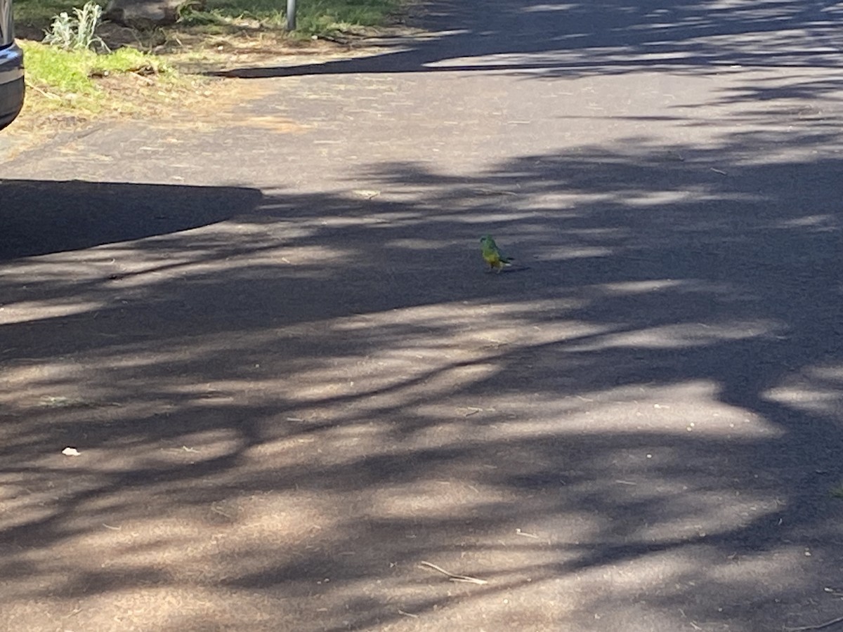 Red-rumped Parrot - ML623976265