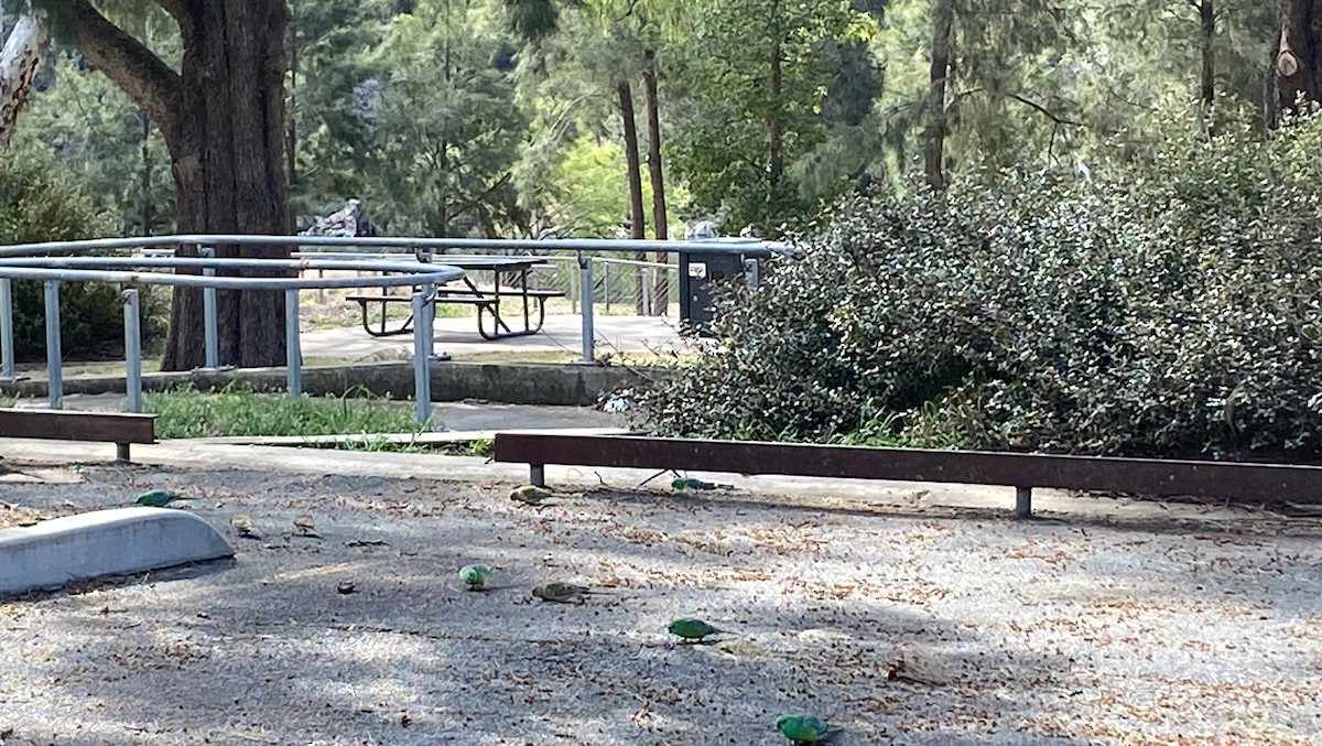 Red-rumped Parrot - ML623976267