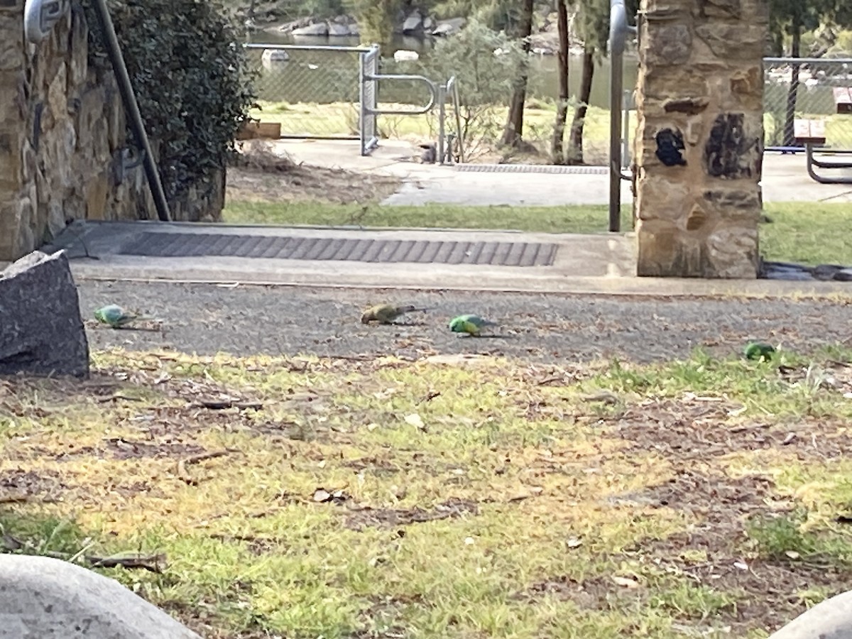 Red-rumped Parrot - ML623976272