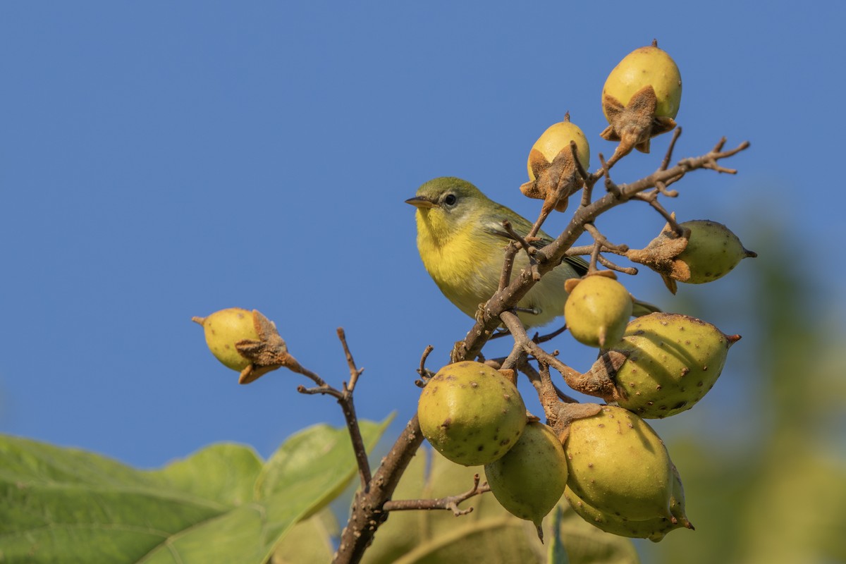 Northern Parula - ML623976277