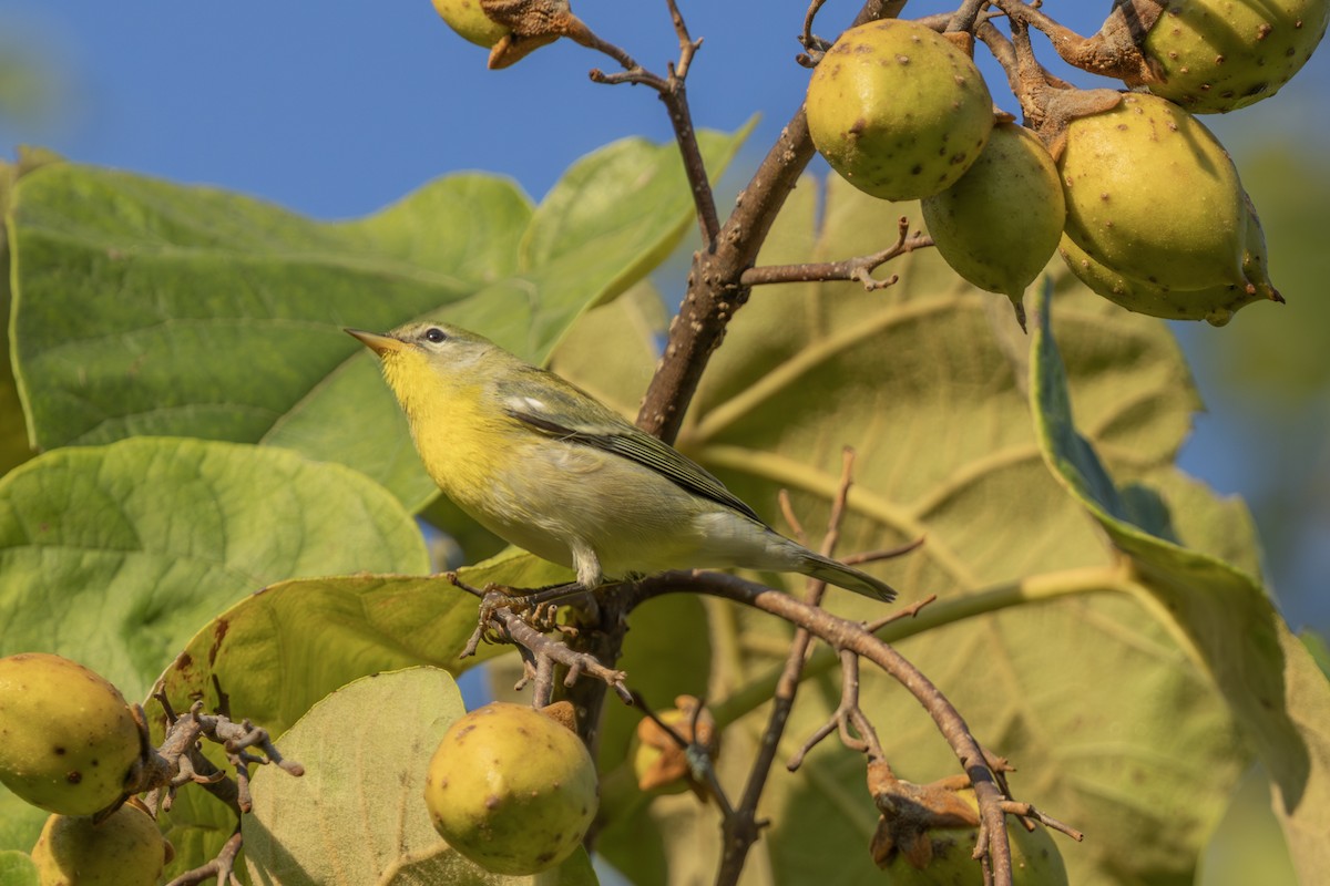 Northern Parula - ML623976278