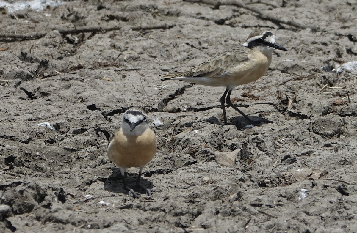 Chorlitejo Pecuario - ML623976279