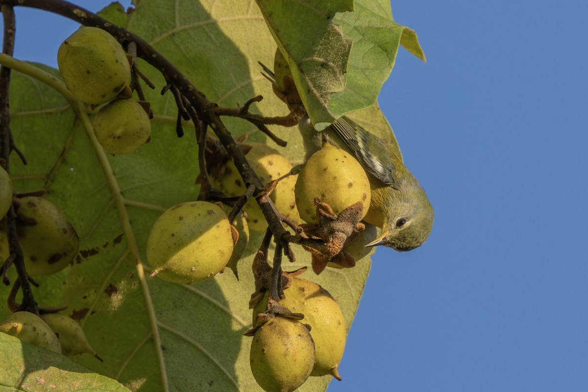 Northern Parula - ML623976280