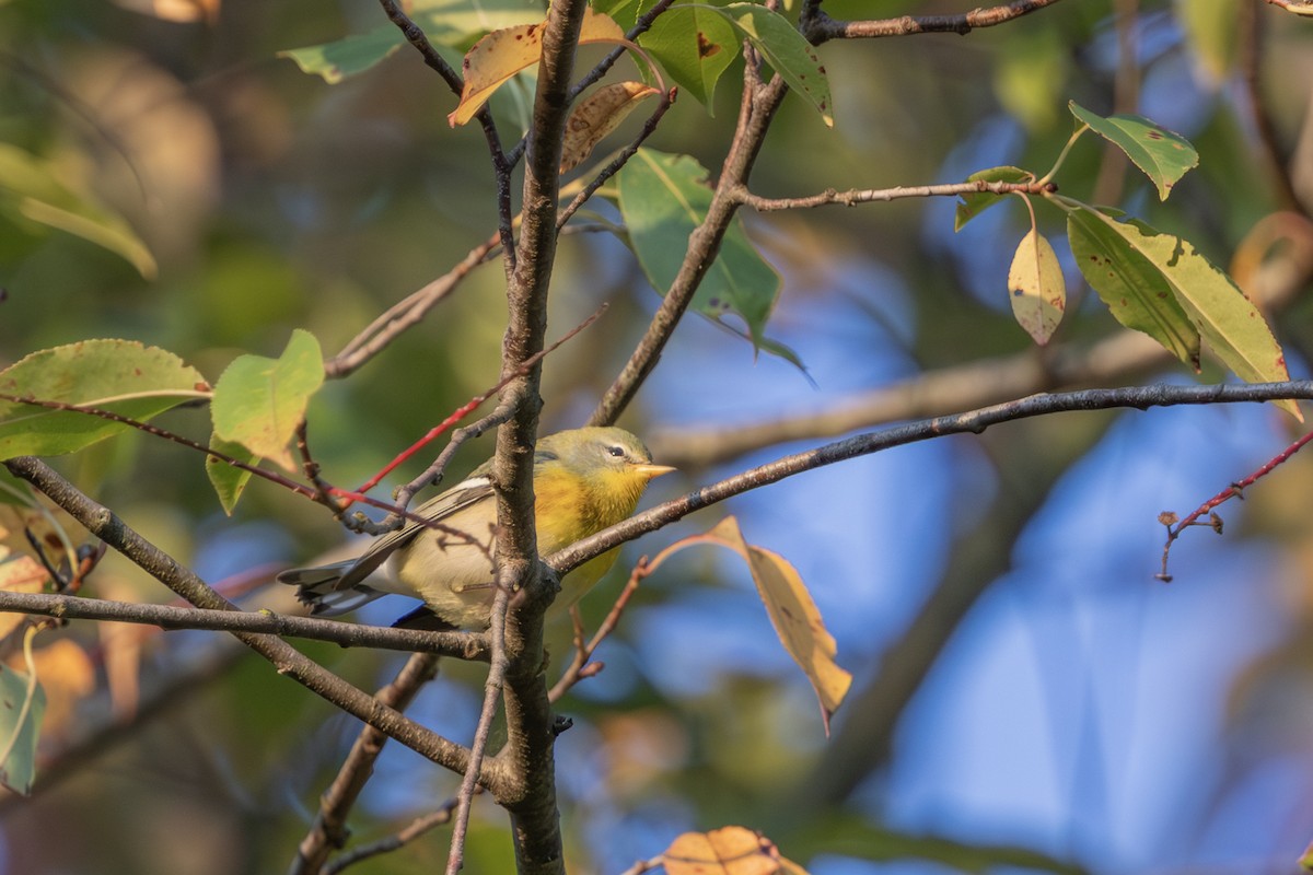 Parula Norteña - ML623976281