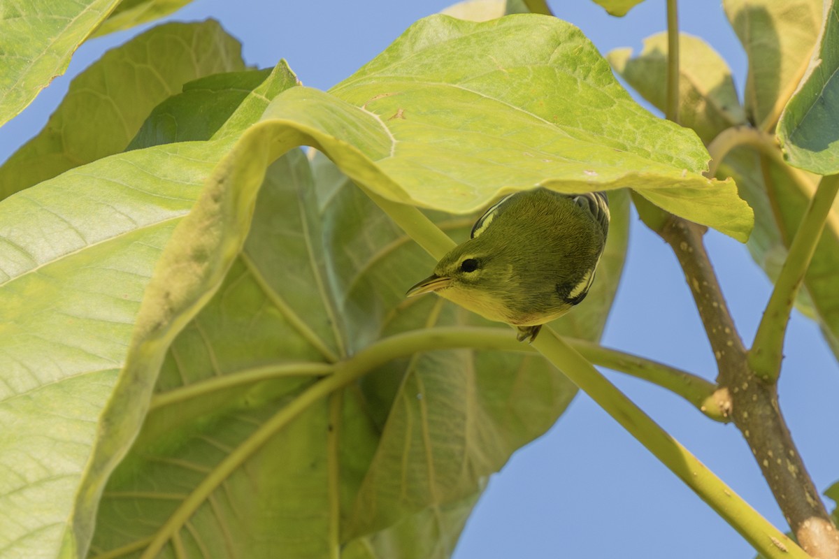 Northern Parula - ML623976282