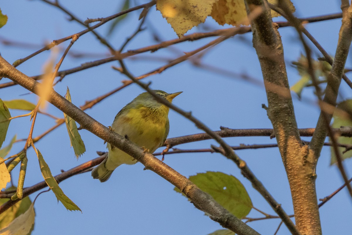 Northern Parula - ML623976283