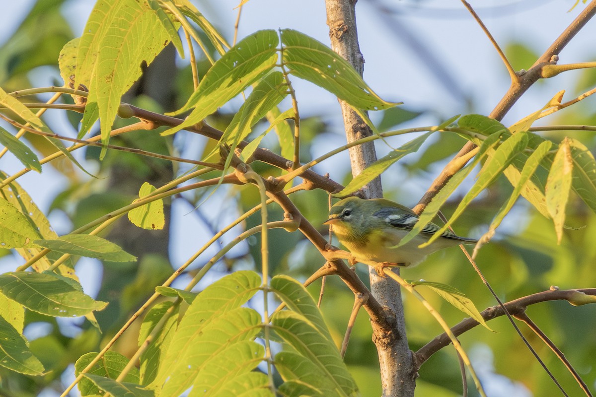 Northern Parula - ML623976285