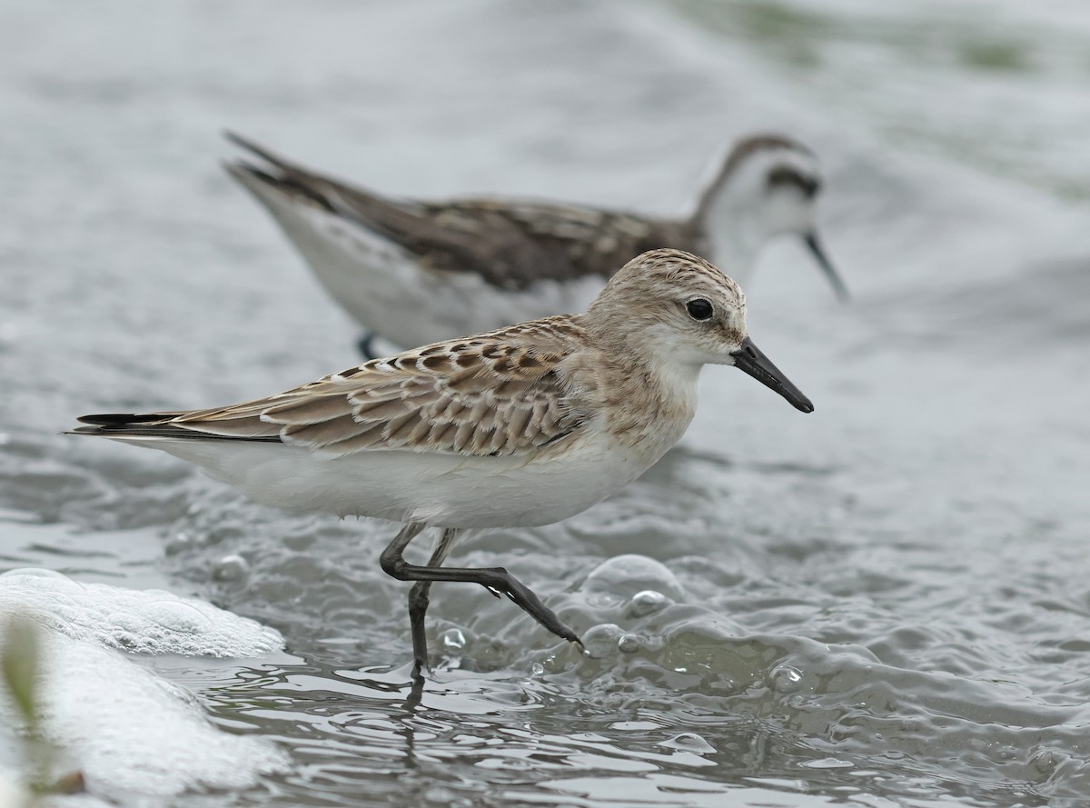Red-necked Stint - Dave Bakewell