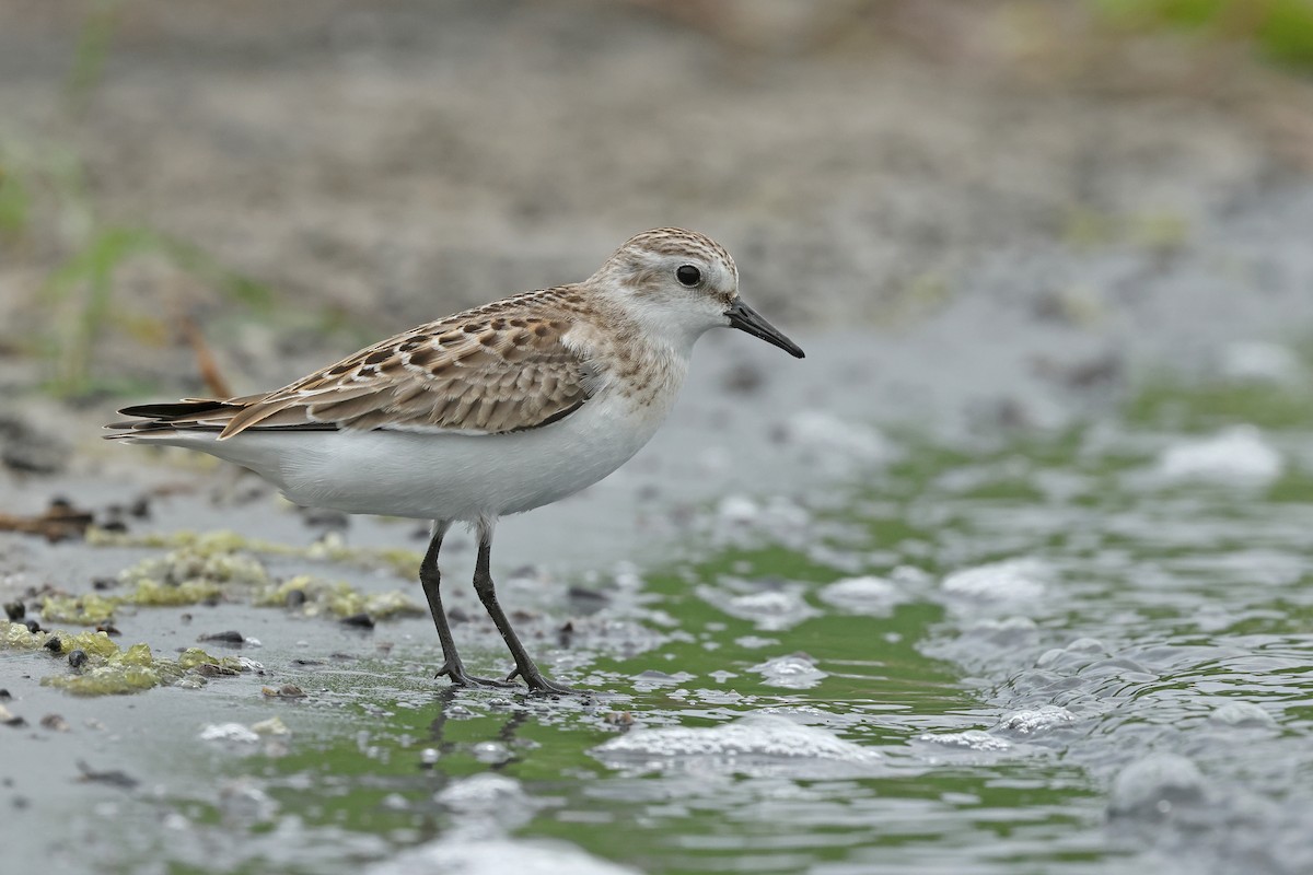 Red-necked Stint - Dave Bakewell
