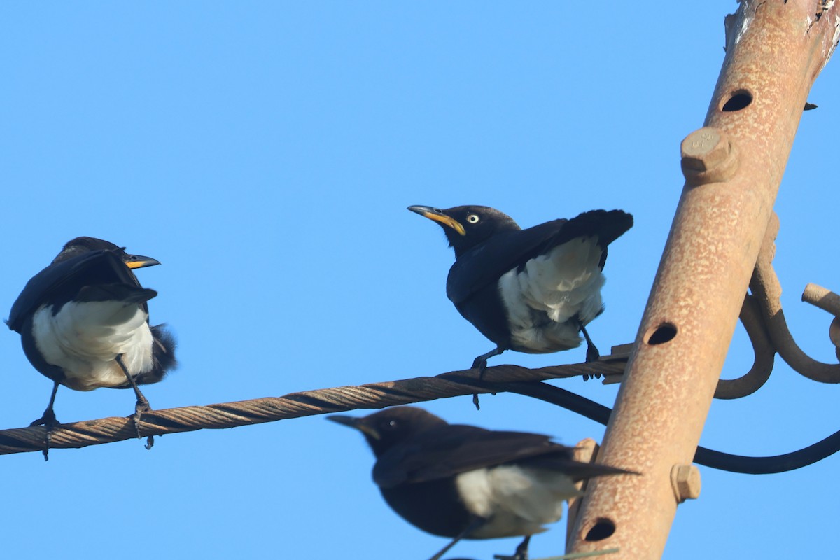 African Pied Starling - ML623976308