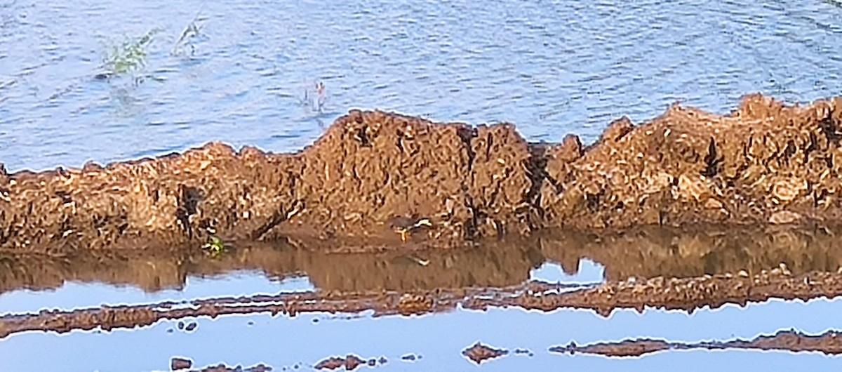 White-breasted Waterhen - ML623976310