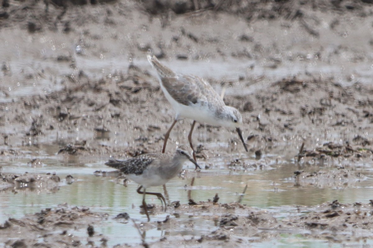 Marsh Sandpiper - ML623976311