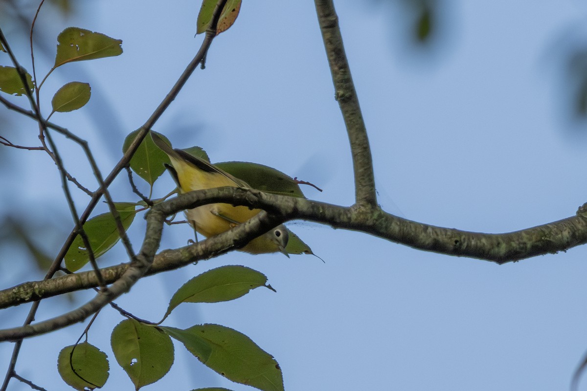 Nashville Warbler - ML623976312