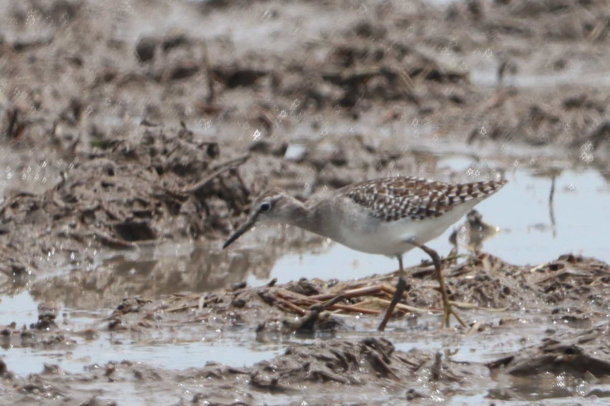 Wood Sandpiper - ML623976313