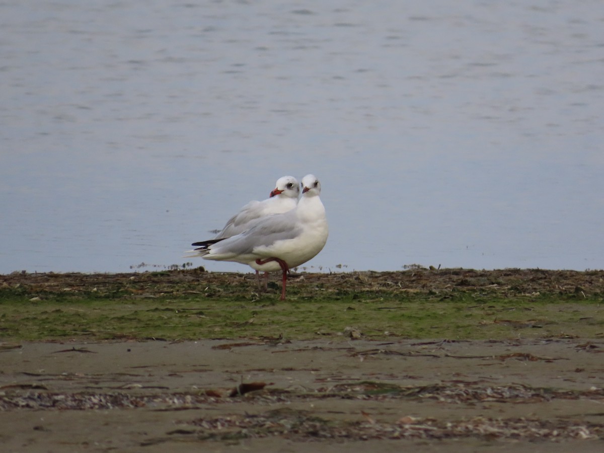 Mediterranean Gull - ML623976315