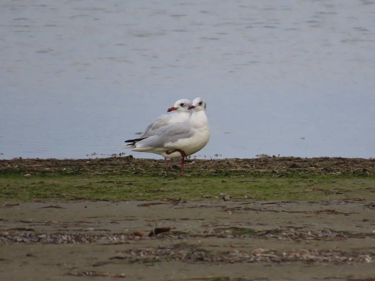 Mediterranean Gull - ML623976316