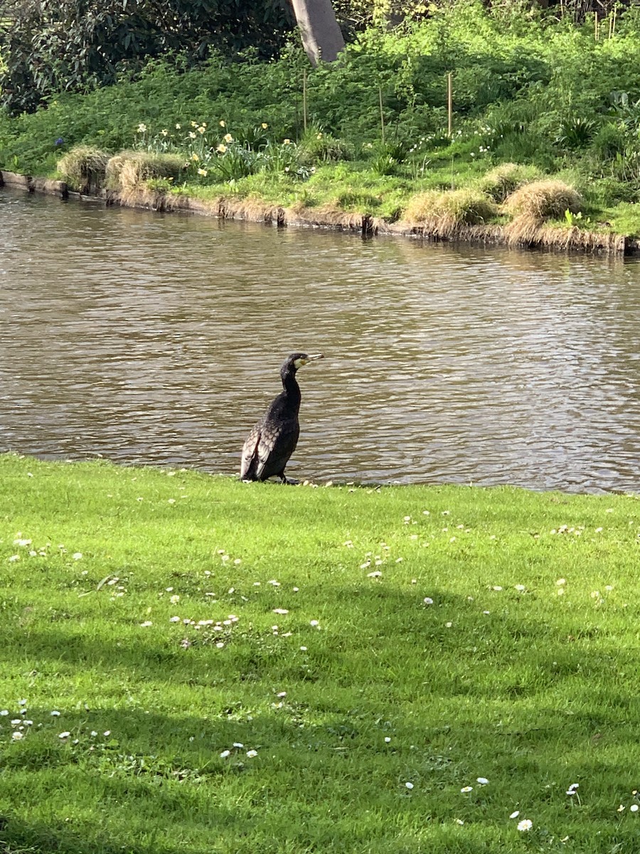 Great Cormorant (Eurasian) - ML623976317