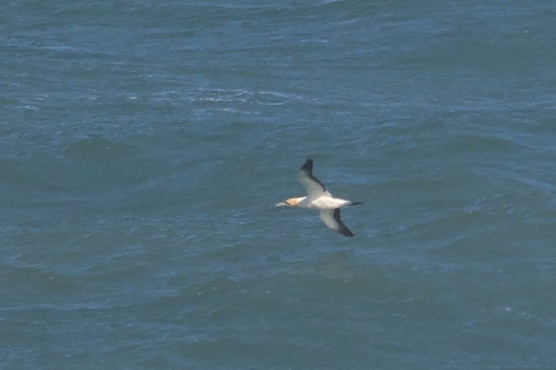 Cape Gannet - ML623976318