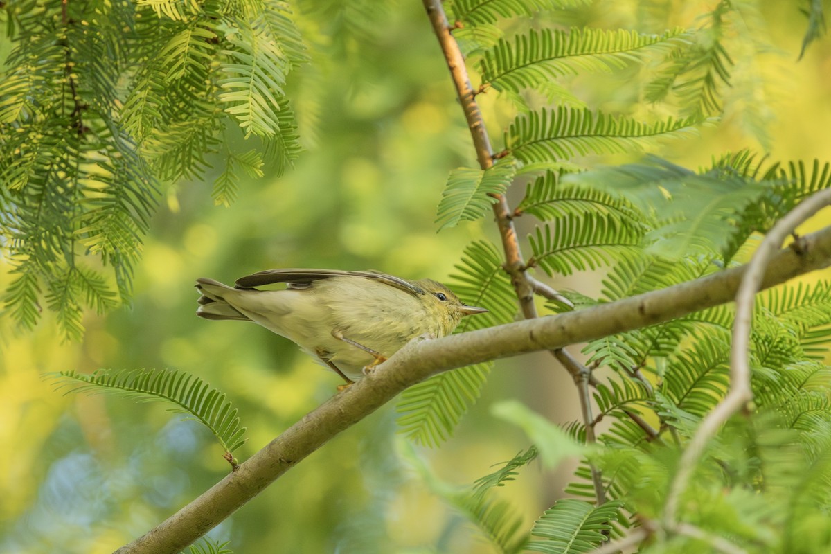 Tennessee Warbler - ML623976319