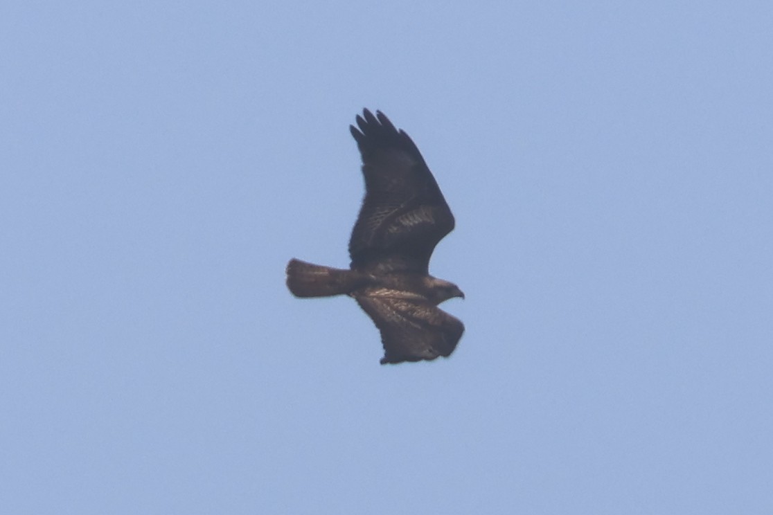 Jackal Buzzard - ML623976320