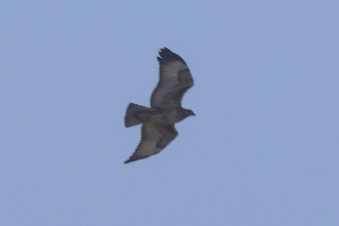 Jackal Buzzard - ML623976321