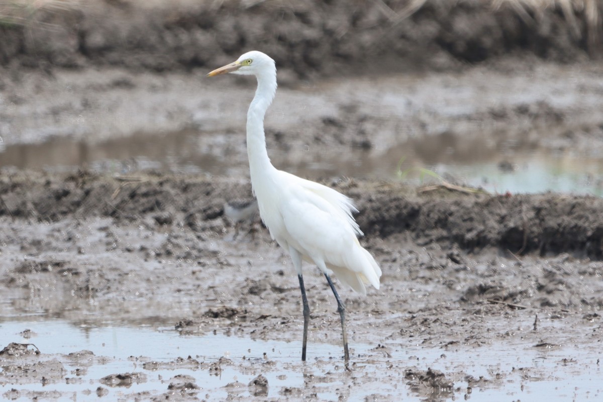 Medium Egret - ML623976322