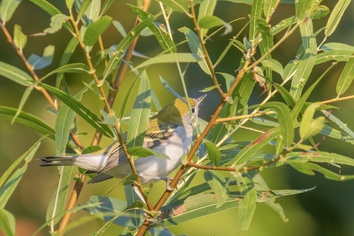 Chestnut-sided Warbler - Liz Pettit