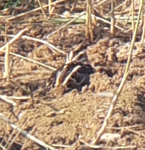 Common Snipe - ML623976324