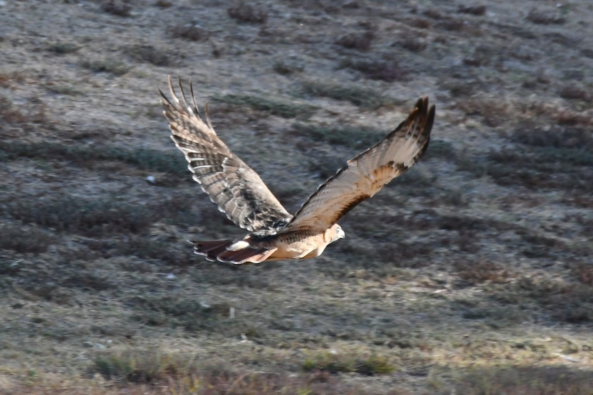 Red-tailed Hawk - ML623976326