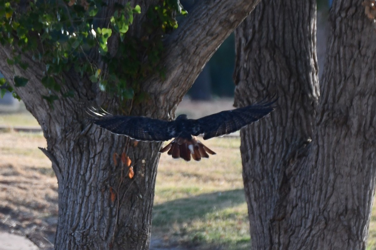 Red-tailed Hawk - ML623976327