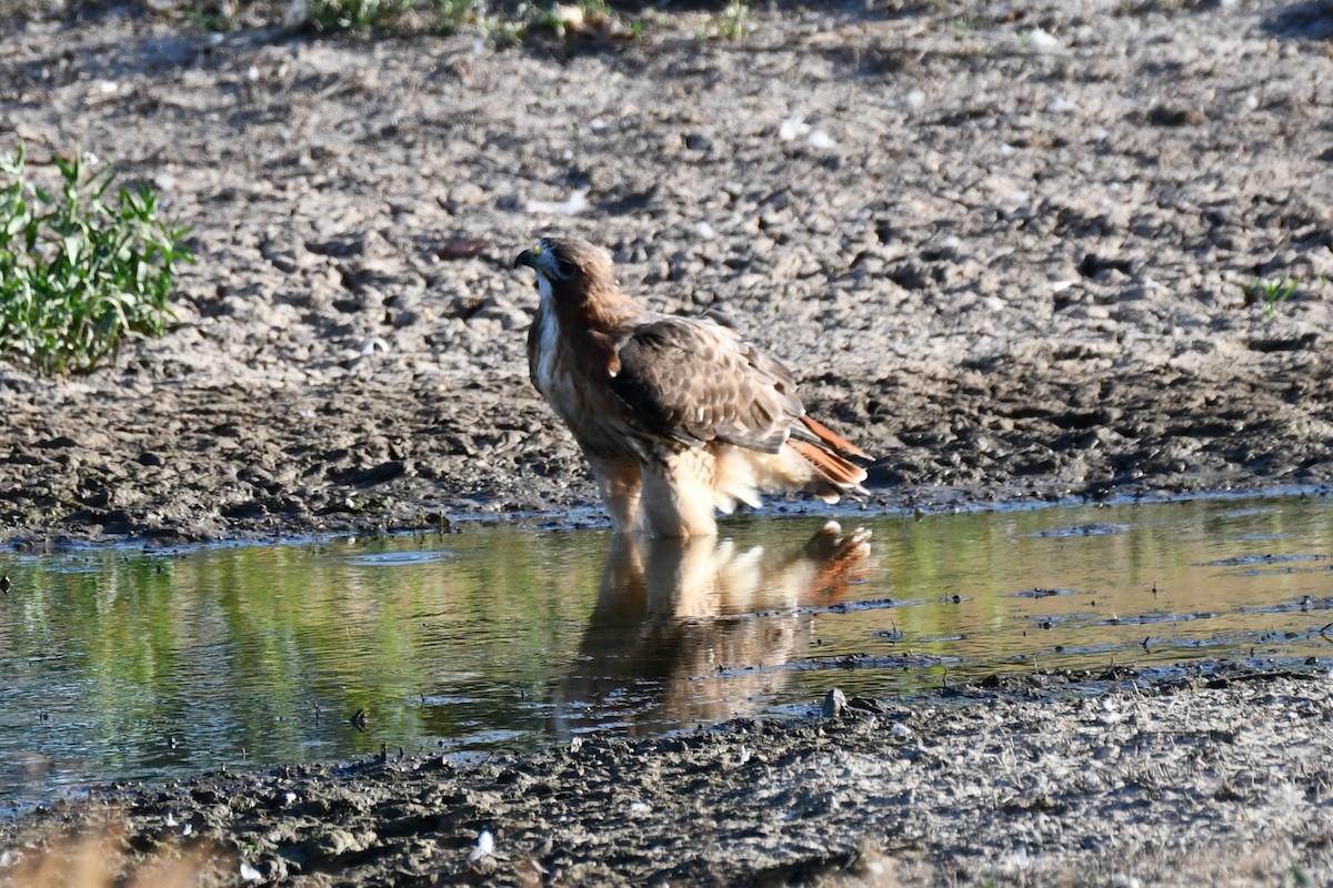 Red-tailed Hawk - ML623976328