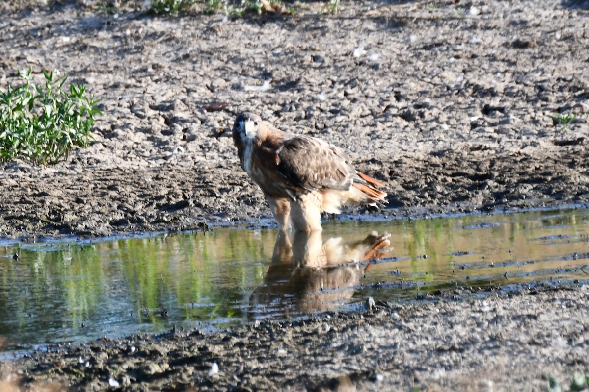 Red-tailed Hawk - ML623976329