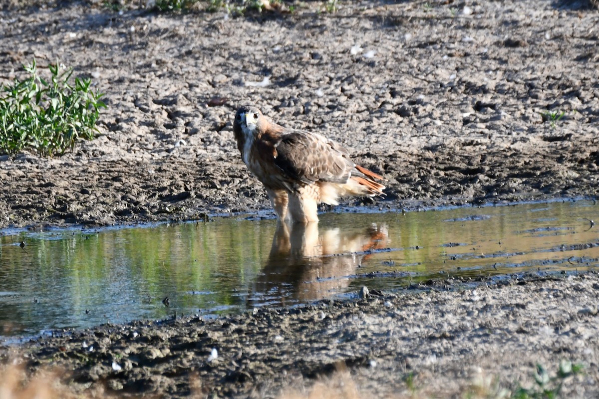 Red-tailed Hawk - ML623976330