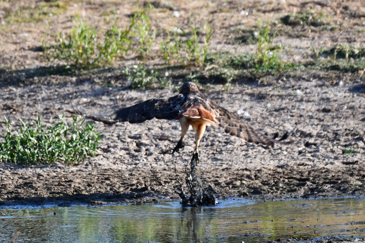 Red-tailed Hawk - ML623976331