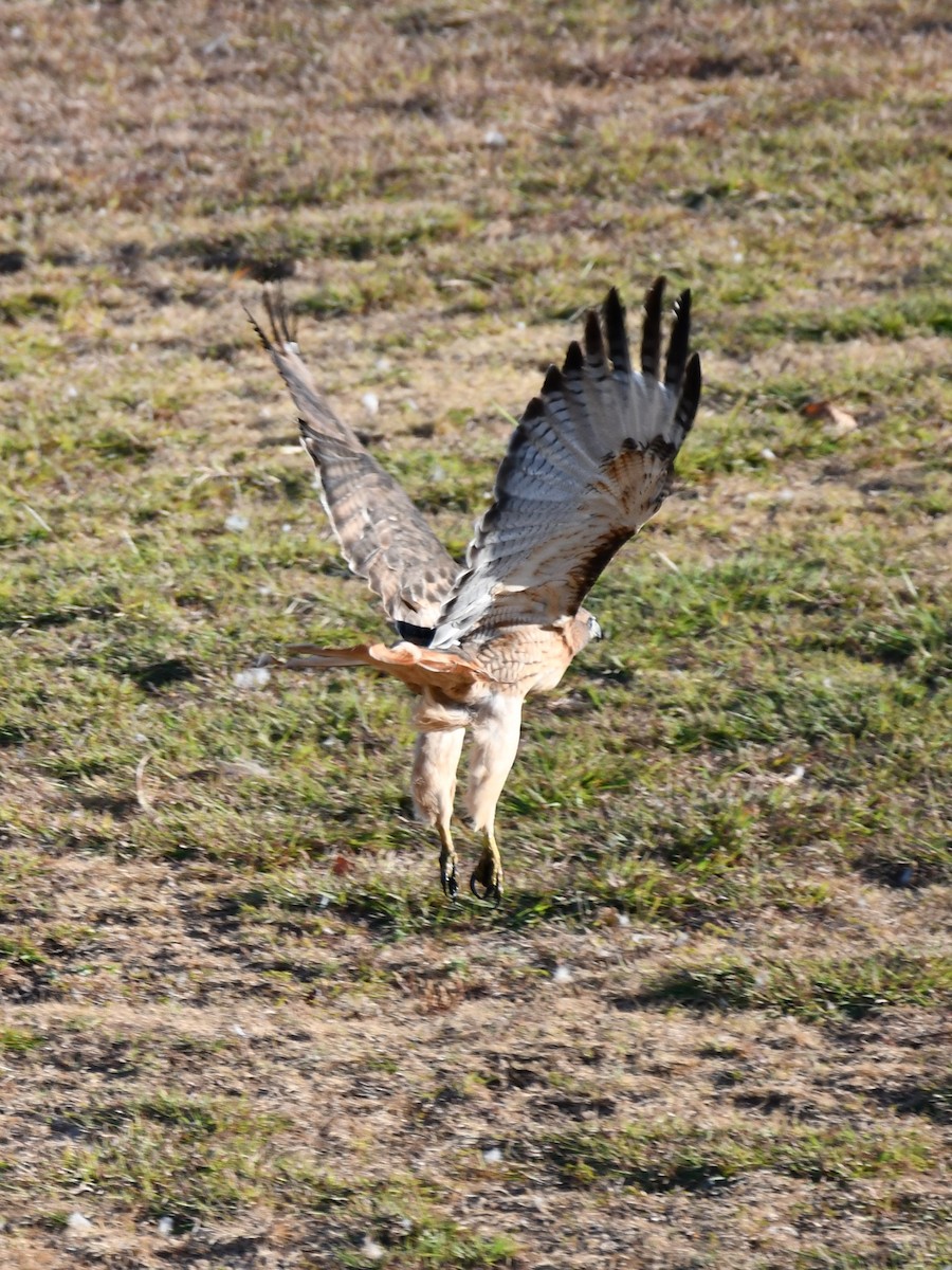 Red-tailed Hawk - ML623976332