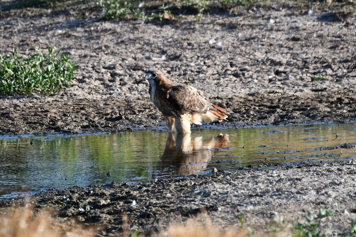 Red-tailed Hawk - ML623976333