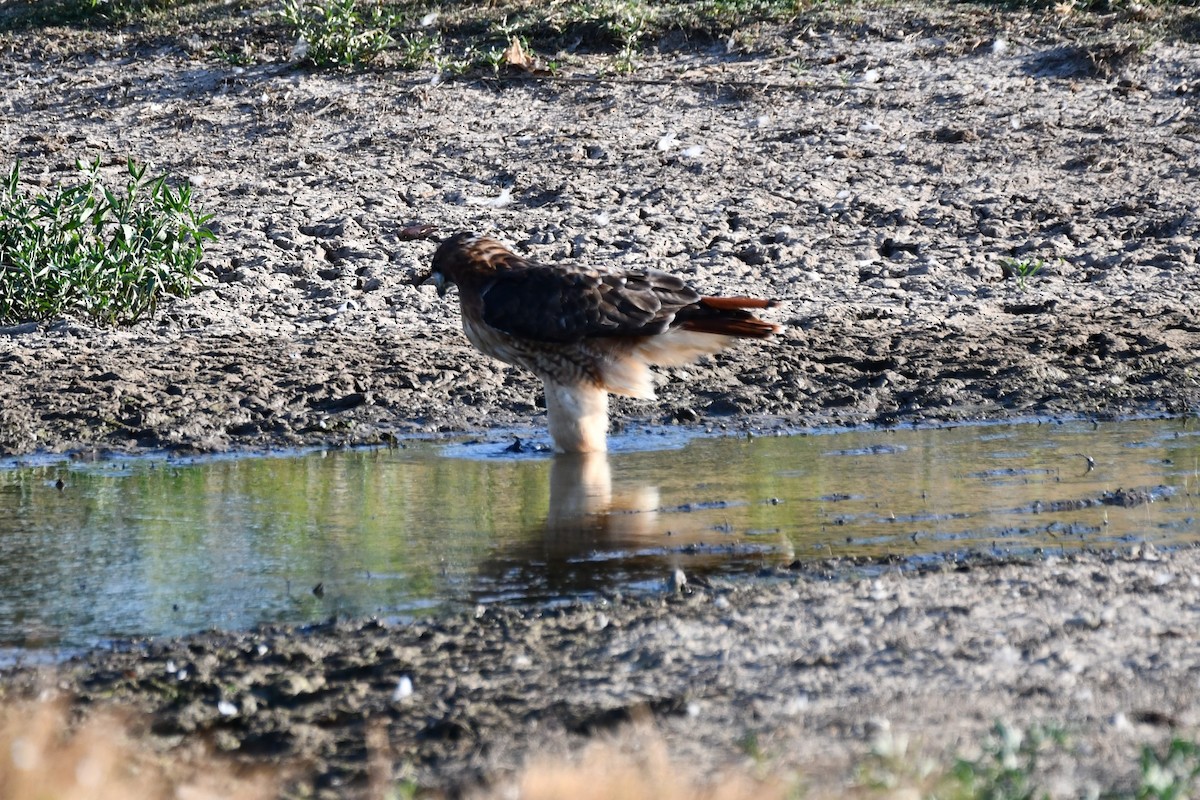 Red-tailed Hawk - ML623976334