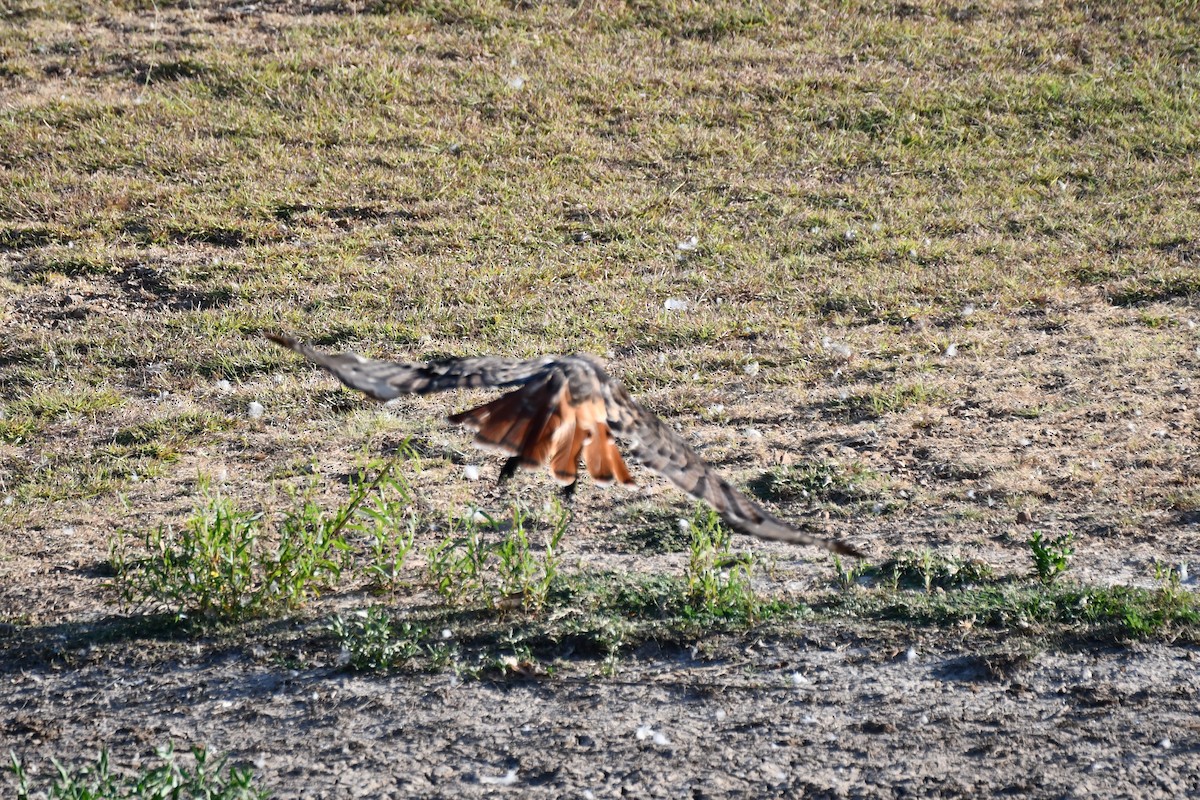 Red-tailed Hawk - ML623976335