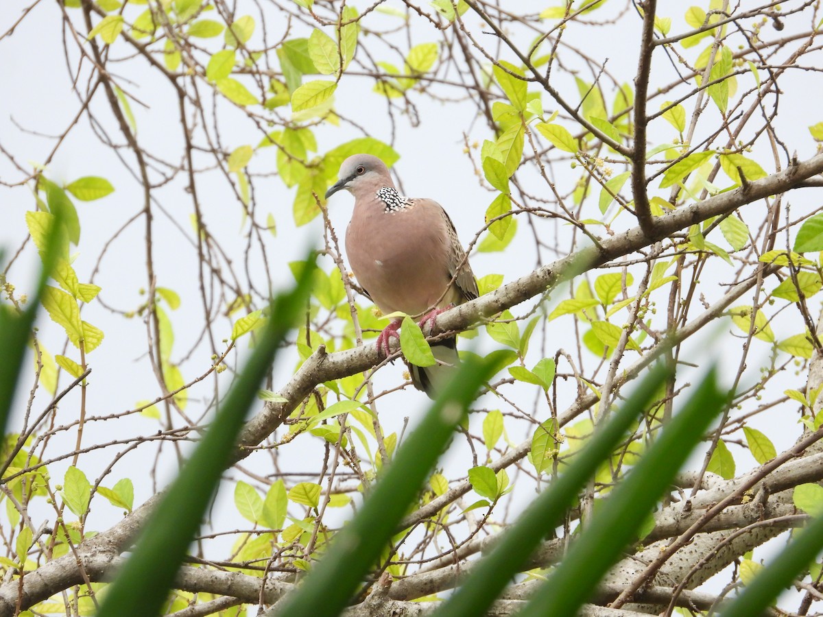 Spotted Dove - ML623976336