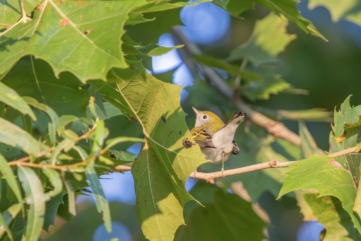 Chestnut-sided Warbler - Liz Pettit