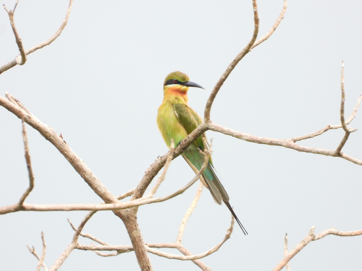 Blue-tailed Bee-eater - ML623976340