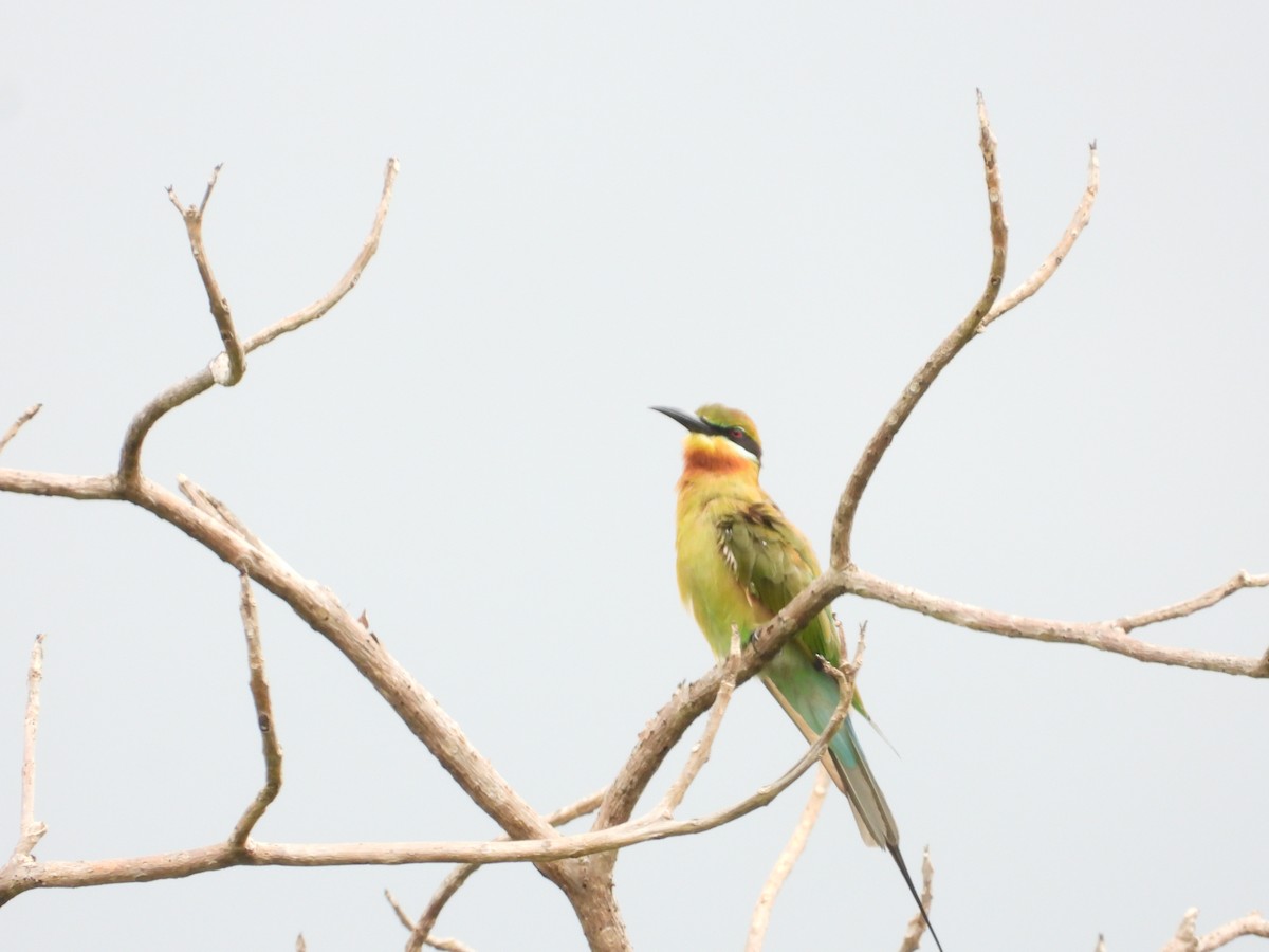 Blue-tailed Bee-eater - ML623976341