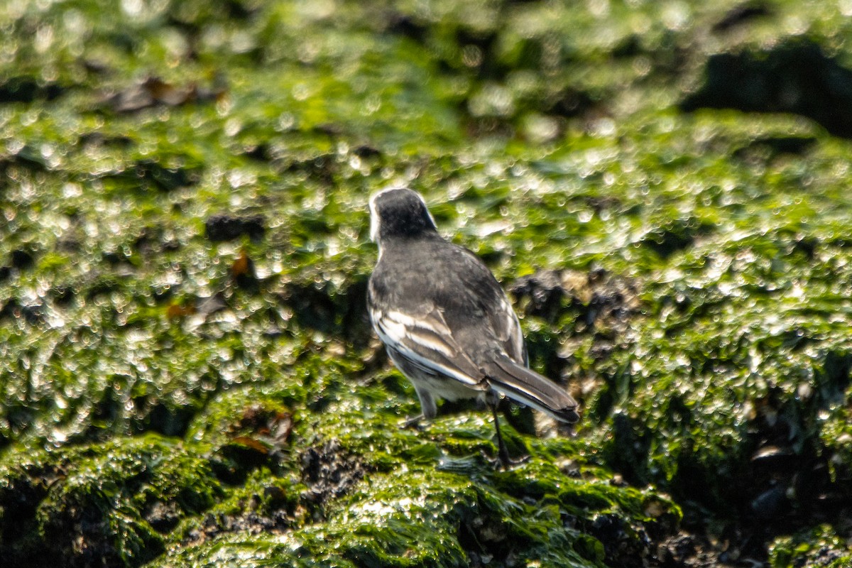 White Wagtail (British) - ML623976366