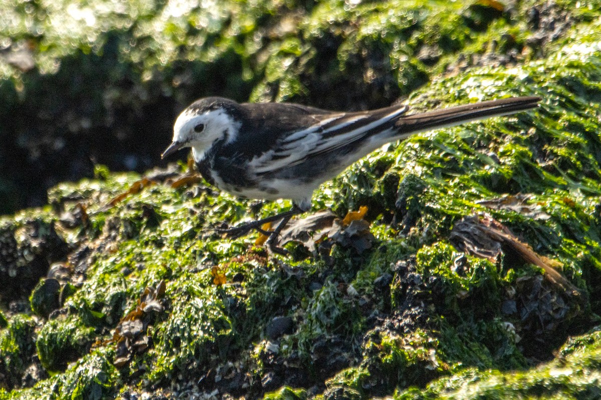 White Wagtail (British) - ML623976367