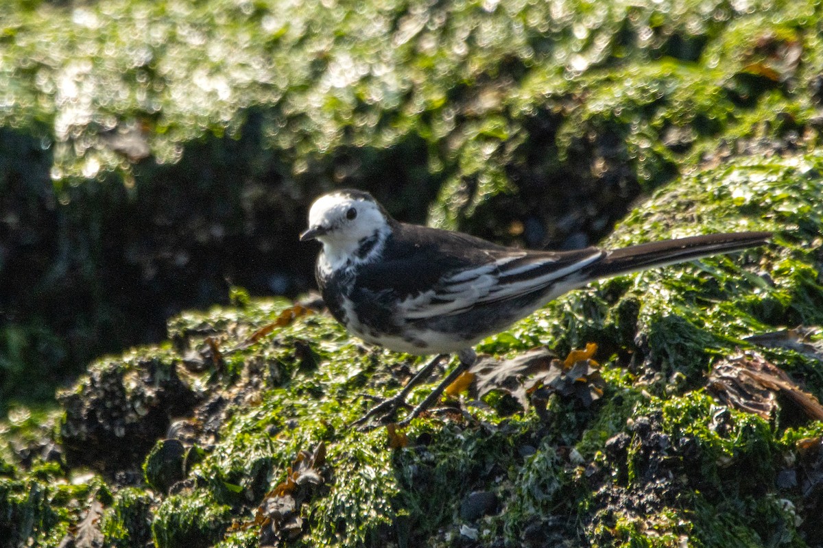 White Wagtail (British) - ML623976368