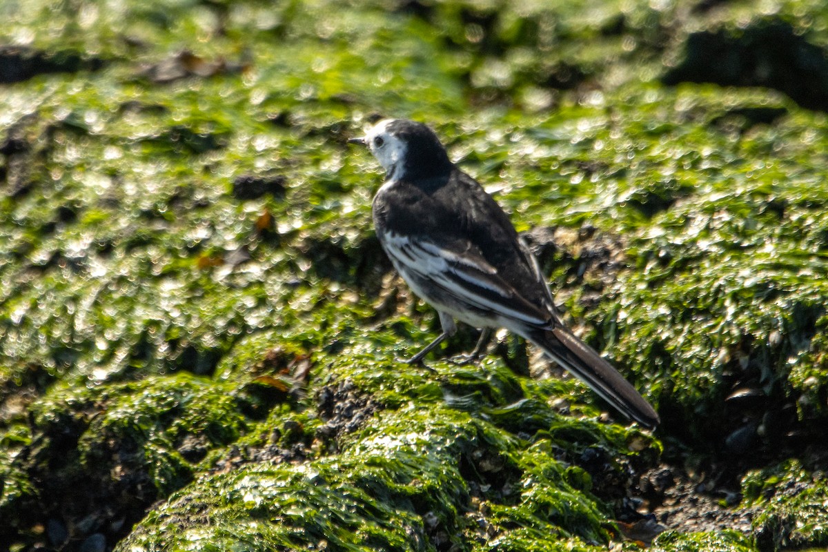 White Wagtail (British) - ML623976369